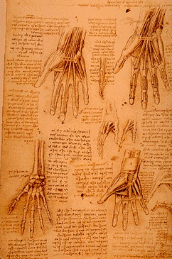 Leonardo da Vinci - Anatomical drawings - Hands