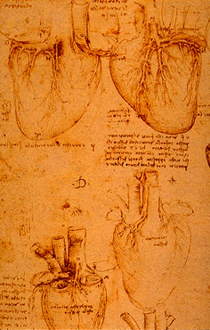 Leonardo da Vinci - Anatomical drawings - Heart