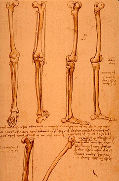 Leonardo da Vinci - Anatomical drawings - Legs