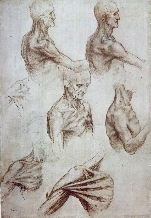 Leonardo da Vinci Anatomical drawings Muscles
