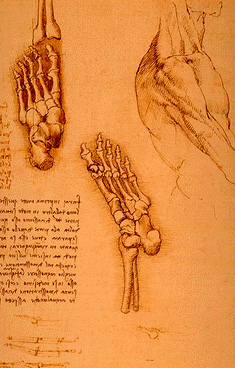 Leonardo da Vinci - Anatomical drawings - Sketch