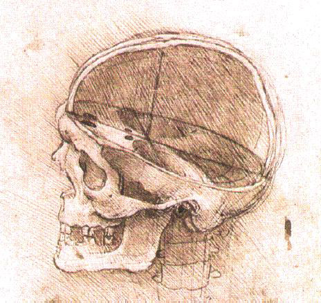 Leonardo da Vinci - Anatomical drawings - Skull