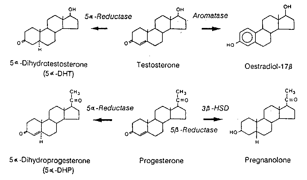 Steroid Hormone Metabolism Figure 3
