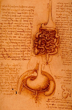 Leonardo da Vinci - Anatomical drawings - Digestive system
