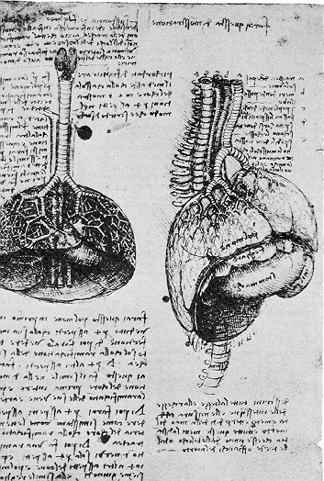 Leonardo da Vinci - Anatomical drawings - Lungs