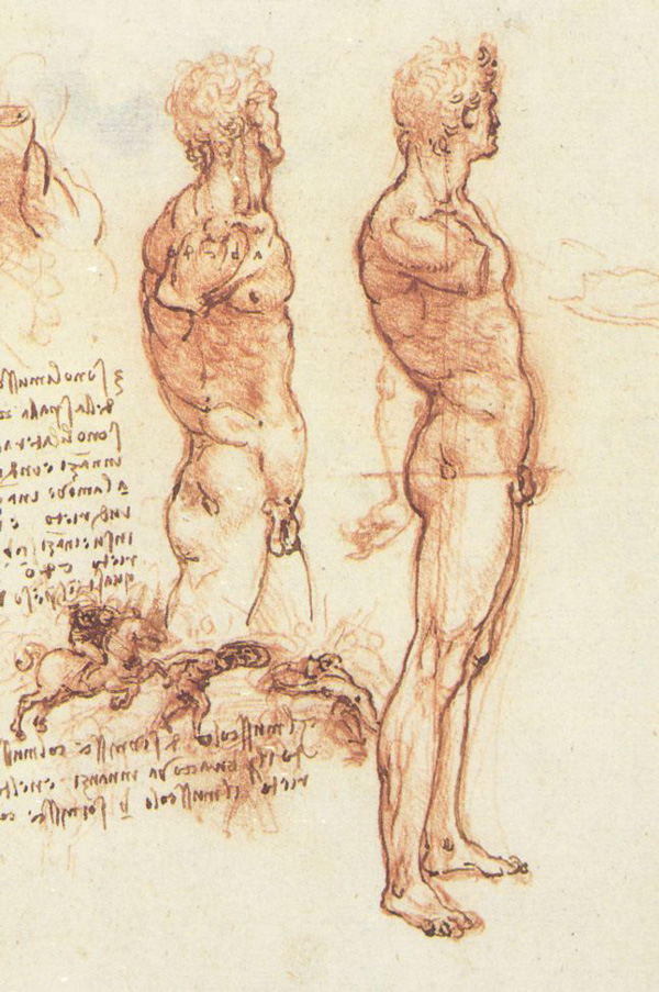 Leonardo da Vinci - Anatomical drawings - Male anatomy