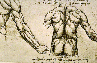 Leonardo da Vinci - Anatomical drawings - Muscles