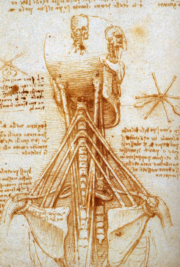 Leonardo da Vinci - Anatomical drawings - Neck