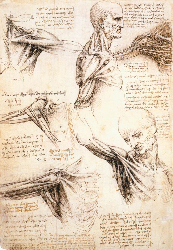 Leonardo da Vinci - Anatomical drawings - Shoulder