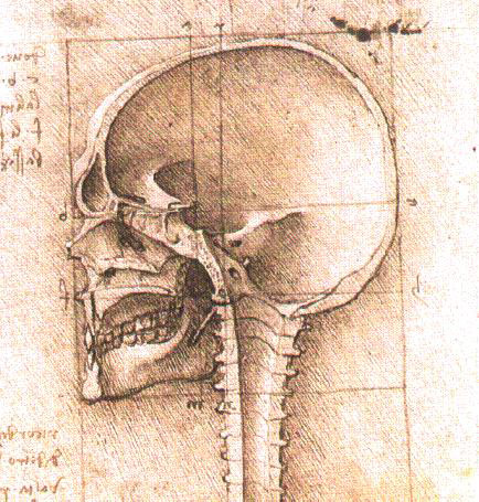 Leonardo da Vinci - Anatomical drawings - Skull