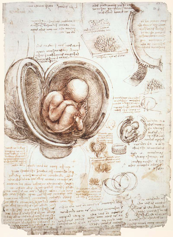Leonardo da Vinci - Anatomical drawings - Womb