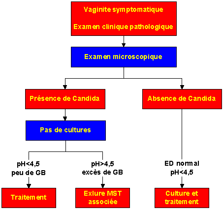 Mycose vaginale ou vulvaire : causes, symptômes et traitements